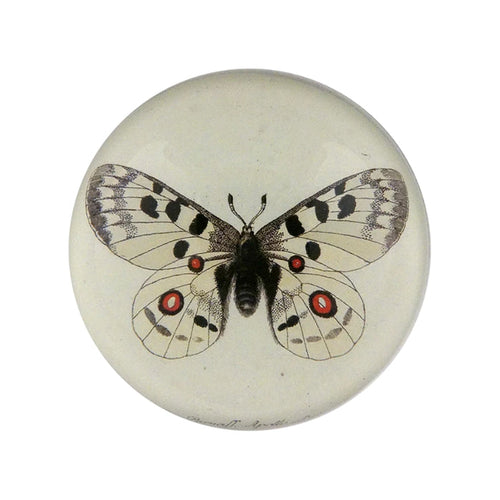 Dome Paperweight, Apollo Butterfly - John Derian Decoupage