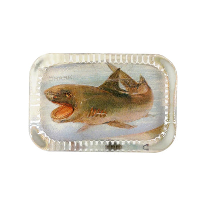 Dotted Edge Paperweight, Shark - John Derian Decoupage