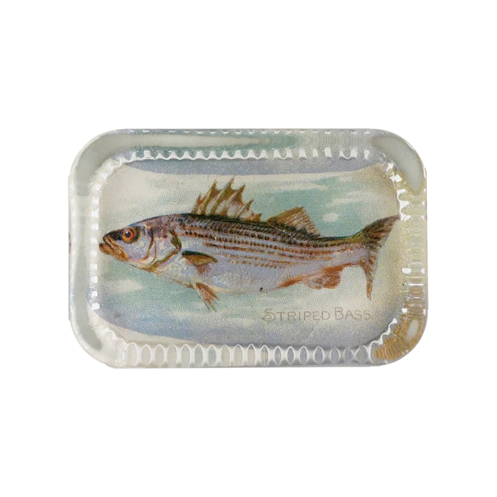 Dotted Edge Paperweight, Striped Bass - John Derian Decoupage