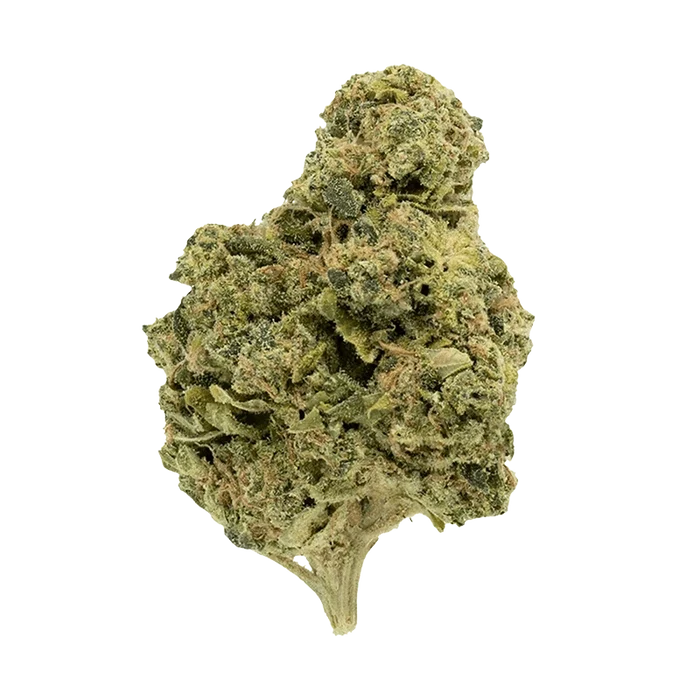 Close-up front view of a single green bud of Garlic Fumez, showing dense trichomes, orange pistils, and a short stem against a plain background.