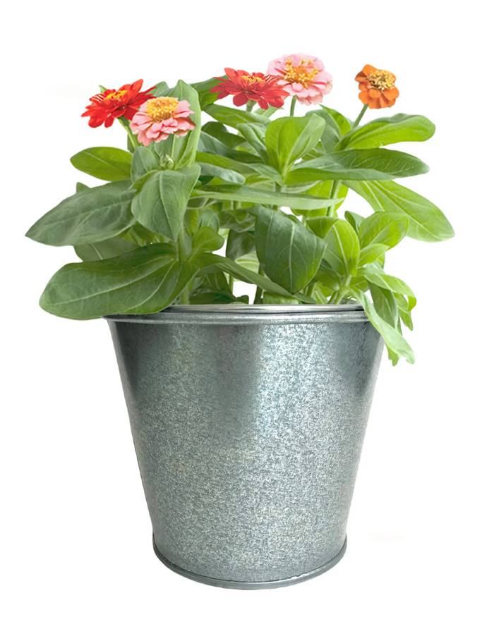Kids Garden in a Pail | Butterfly