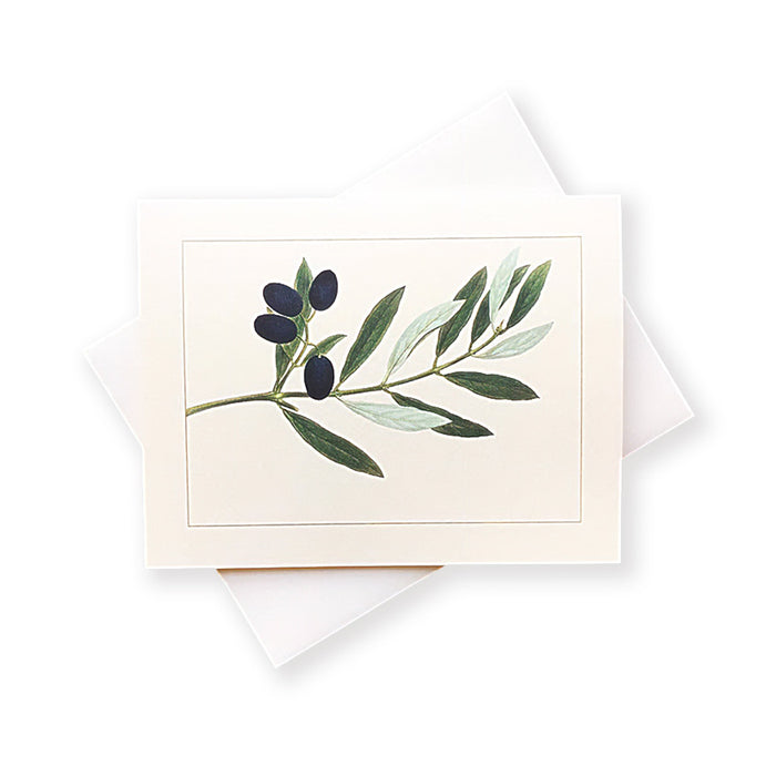 Olive Branch Cards - Boxed Set